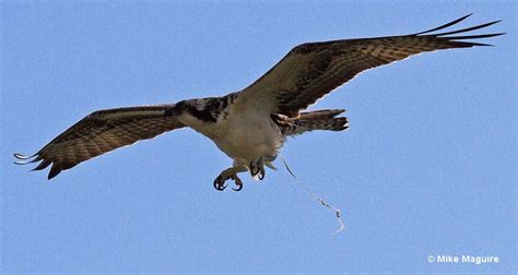 ALL WE KNOW: What Does It Mean When A Bird Poops On You .